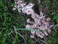 Craterellus foetidus