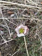 Ranunculus andersonii