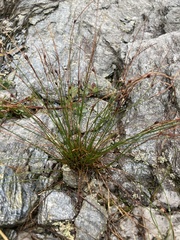 Oreojuncus trifidus