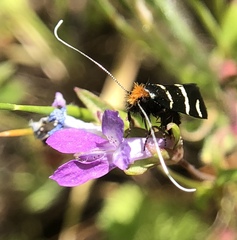 Adela trigrapha