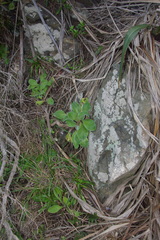 Craspedia uniflora maritima