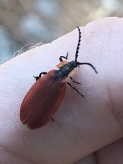 Lycus sanguinipennis