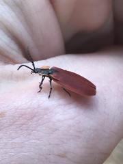 Lycus sanguinipennis