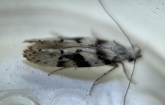 Coleotechnites atrupictella