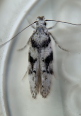 Coleotechnites atrupictella