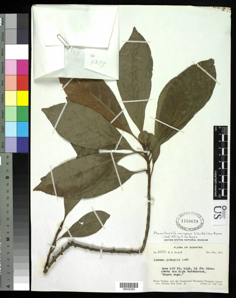 Planchonella maingayi