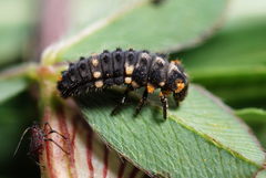 Ceratomegilla alpina