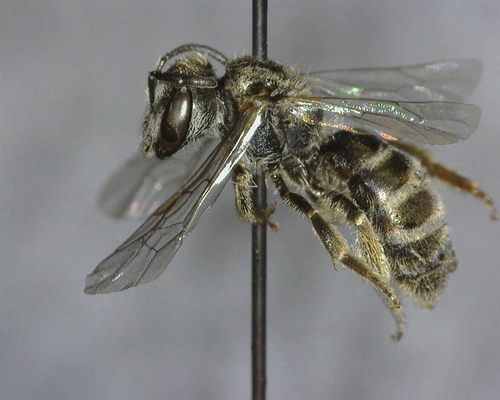 iNaturalist observation photo of Tripartite Sweat Bee