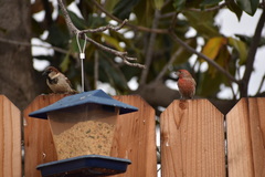 Haemorhous mexicanus