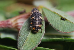 Ceratomegilla alpina