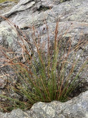 Oreojuncus trifidus
