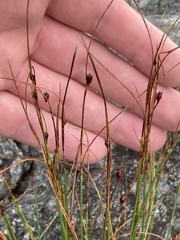 Oreojuncus trifidus
