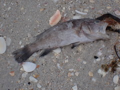 Epinephelidae