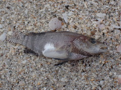 Serranus subligarius