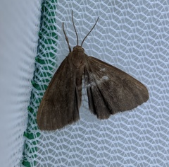 Virbia opella