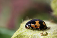 Ceratomegilla alpina