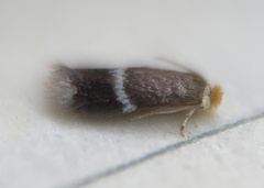 Stigmella apicialbella