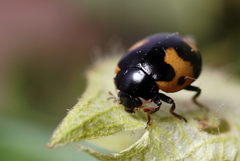 Ceratomegilla alpina