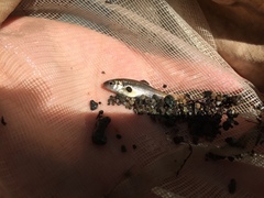 Hesperoleucus symmetricus