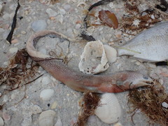 Gymnothorax saxicola