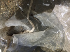 Hesperoleucus symmetricus