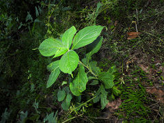 Hybanthus concolor