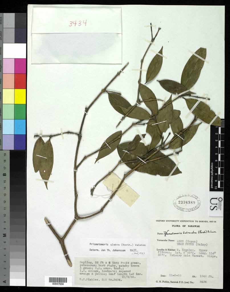 Prismatomeris glabra