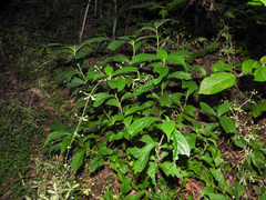 Hybanthus concolor