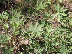 Lupinus caudatus caudatus