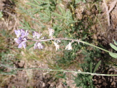 Lupinus caudatus caudatus
