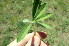 Lupinus caudatus caudatus