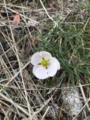Ranunculus andersonii