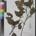 Prunus grisea - Photo (c) Smithsonian Institution, National Museum of Natural History, Department of Botany, algunos derechos reservados (CC BY-NC-SA)