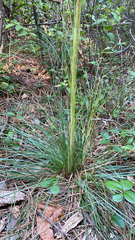 Xerophyllum