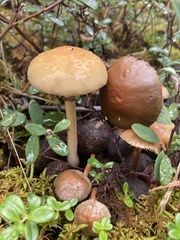 Protostropharia alcis