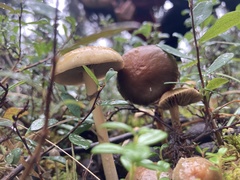 Protostropharia alcis