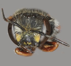 Anthidium oblongatum