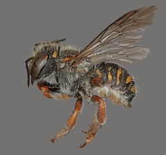 Anthidium oblongatum