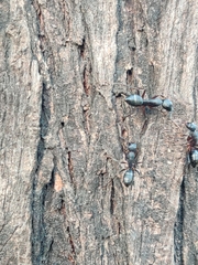 Camponotus compressus