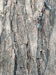 Camponotus compressus