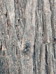 Camponotus compressus