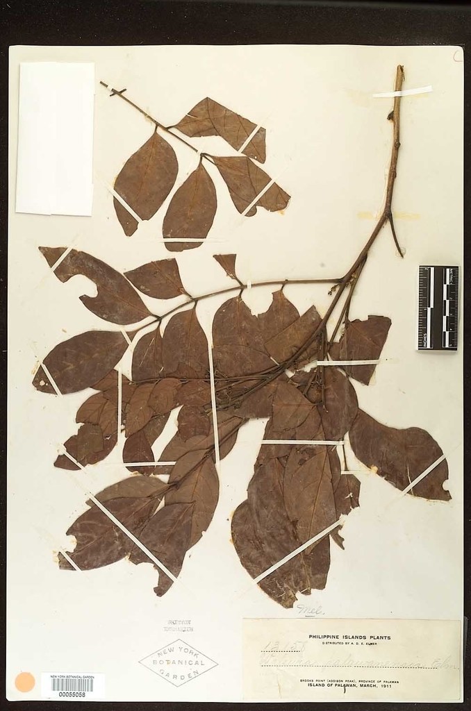 Pseudoclausena