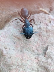 Camponotus compressus