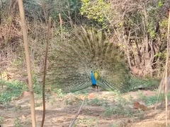 Pavo cristatus