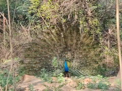 Pavo cristatus
