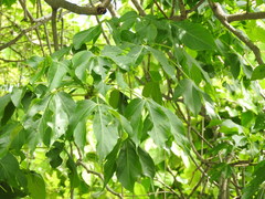 Gyrocarpus jatrophifolius