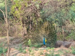 Pavo cristatus