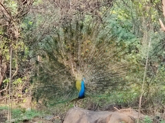 Pavo cristatus