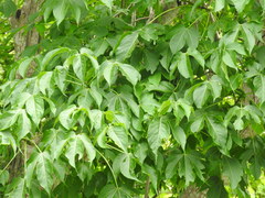Gyrocarpus jatrophifolius