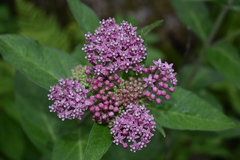 Asclepias